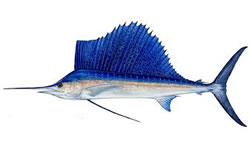 sailfish